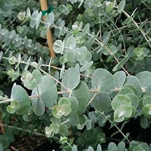 Gói 5 hạt giống cây lá bạc Silver Dollar baby blue lá to