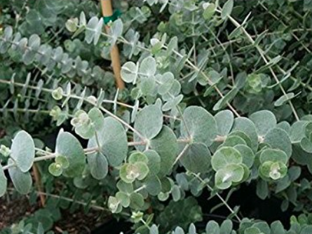 Gói 5 hạt giống cây lá bạc Silver Dollar baby blue lá to