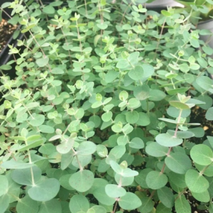 Gói 5 hạt giống cây lá bạc Silver Dollar baby blue lá to