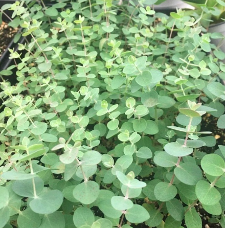 Gói 5 hạt giống cây lá bạc Silver Dollar baby blue lá to