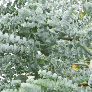 Gói 5 hạt giống cây lá bạc Silver Dollar baby blue lá to