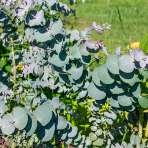 Gói 5 hạt giống cây lá bạc Silver Dollar baby blue lá to