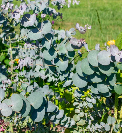 Gói 5 hạt giống cây lá bạc Silver Dollar baby blue lá to