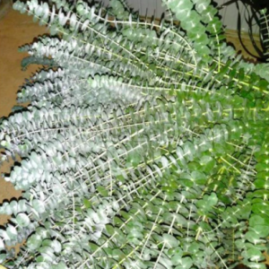 Gói 5 hạt giống cây lá bạc Silver Dollar baby blue lá to