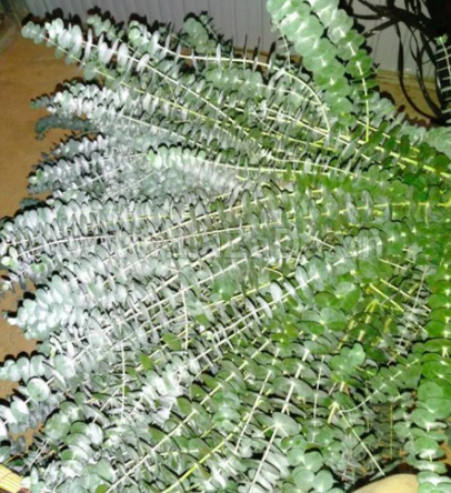 Gói 5 hạt giống cây lá bạc Silver Dollar baby blue lá to