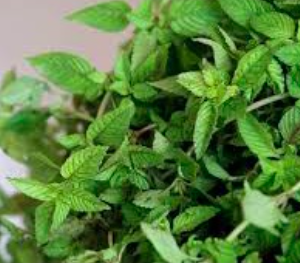 Gói 20 hạt giống sương sáo thạch đen