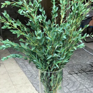 Gói 5 hạt giống cây lá bạc lá kiếm nhỏ