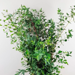 Gói 5 hạt giống cây lá bạc lá kiếm nhỏ