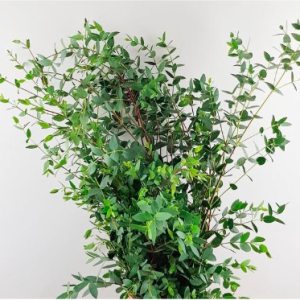 Gói 5 hạt giống cây lá bạc lá kiếm nhỏ