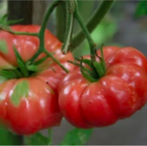 Gói 10 hạt giống cà chua ngọt đại Belgium