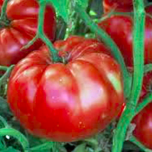 Gói 10 hạt giống cà chua ngọt đại Belgium