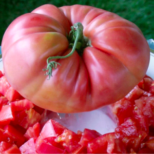 Gói 10 hạt giống cà chua ngọt đại Belgium