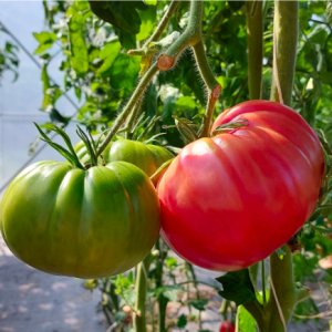 Gói 10 hạt giống cà chua ngọt đại Belgium