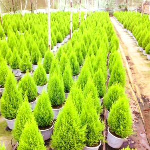 Gói 10 hạt giống cây tùng thơm, cây thông noel