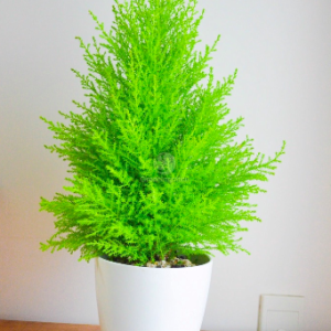 Gói 10 hạt giống cây tùng thơm, cây thông noel