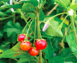 Gói 200 hạt giống cà gai leo dược liệu quý