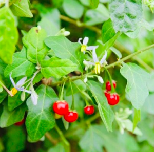 Gói 200 hạt giống cà gai leo dược liệu quý