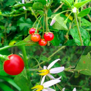 Gói 200 hạt giống cà gai leo dược liệu quý