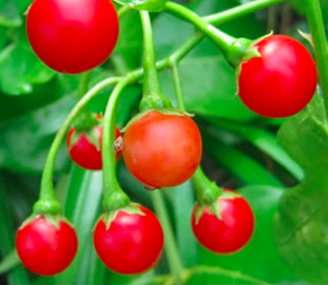 Gói 200 hạt giống cà gai leo dược liệu quý