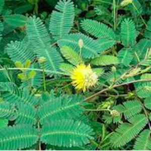 Gói 100 hạt giống rau nhút, rau rút dút