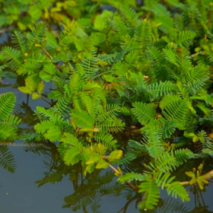 Gói 100 hạt giống rau nhút, rau rút dút