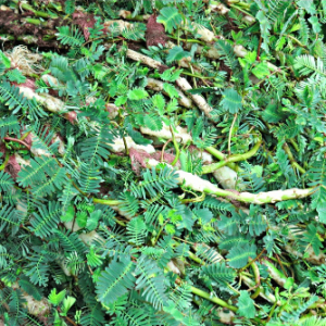 Gói 100 hạt giống rau nhút, rau rút dút