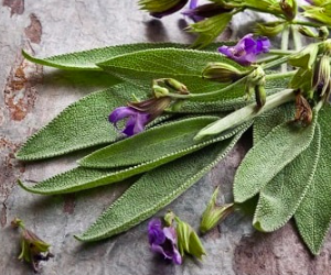 Gói 20 hạt giống Xô Thơm, Sage trắng - Sacred White Sage