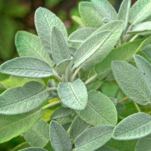 Gói 20 hạt giống Xô Thơm, Sage trắng - Sacred White Sage