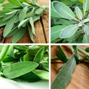 Gói 20 hạt giống Xô Thơm, Sage trắng - Sacred White Sage