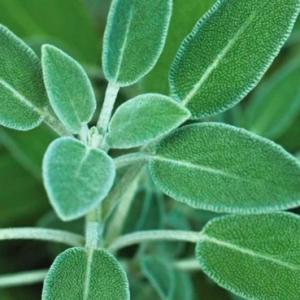 Gói 20 hạt giống Xô Thơm, Sage trắng - Sacred White Sage