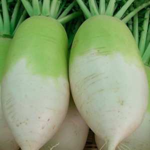 Gói 20 hạt giống củ cải Hàn Quốc F1 cho củ 1.5kg