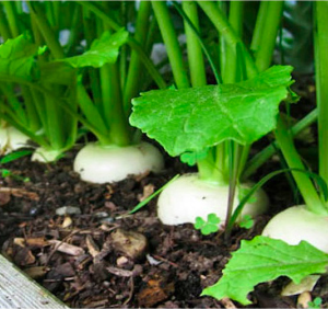 Gói 20 hạt giống củ cải Hàn Quốc F1 cho củ 1.5kg