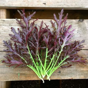 Gói 200 hạt giống cải ngọt Nhật Mizuna đỏ - Red (Brassica juncea)