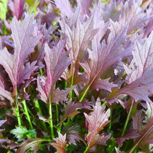 Gói 200 hạt giống cải ngọt Nhật Mizuna đỏ - Red (Brassica juncea)