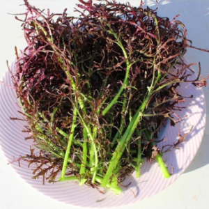 Gói 200 hạt giống cải ngọt Nhật Mizuna đỏ - Red (Brassica juncea)