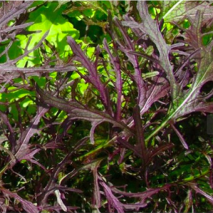 Gói 200 hạt giống cải ngọt Nhật Mizuna đỏ - Red (Brassica juncea)