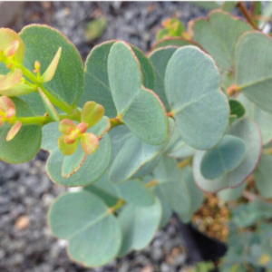 Gói 5 hạt giống cây lá bạc lá tim Redheart