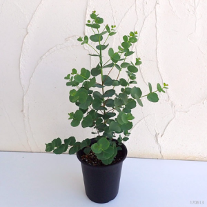 Gói 5 hạt giống cây lá bạc lá tim Redheart