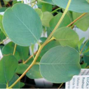 Gói 5 hạt giống cây lá bạc lá tim Redheart