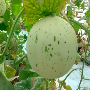 Gói 5 hạt giống dưa lê đốm Hàn Quốc