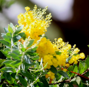 Gói 5 hạt giống cây Mimosa