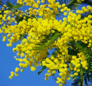 Gói 5 hạt giống cây Mimosa