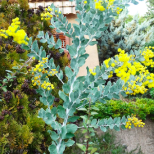 Gói 5 hạt giống cây Mimosa