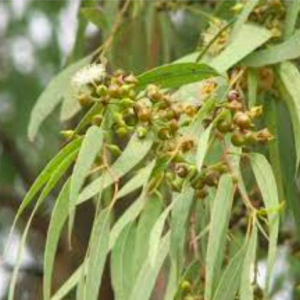 Gói 5 hạt giống cây lá bạc hương chanh