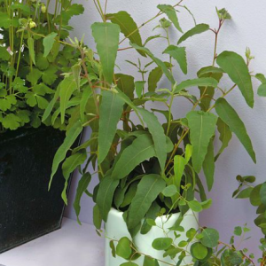 Gói 5 hạt giống cây lá bạc hương chanh