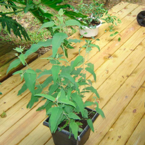 Gói 5 hạt giống cây lá bạc hương chanh