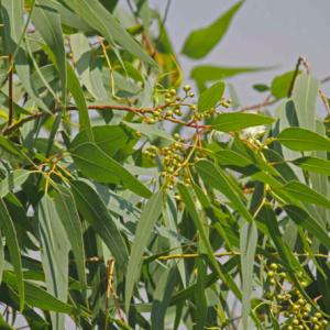 Gói 5 hạt giống cây lá bạc hương chanh