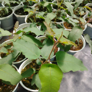 Gói 5 hạt giống cây lá bạc hương chanh