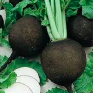 Gói 20 hạt giống củ cải đen cay cay, Black Spanish