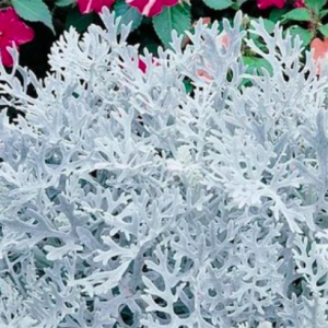 Gói 5 hạt giống cúc lá bạc, cây ren bạc